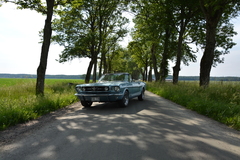 Mustang 65a