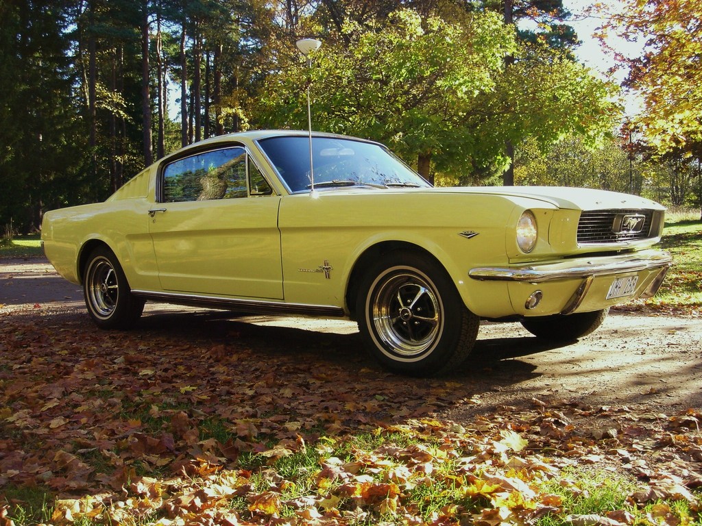 I dag fyller min 1966 Mustang  Fastback 50 år tillverkad 15e April i San Jose CA. Firad i kväll med tårta.